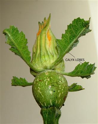 Female Flower